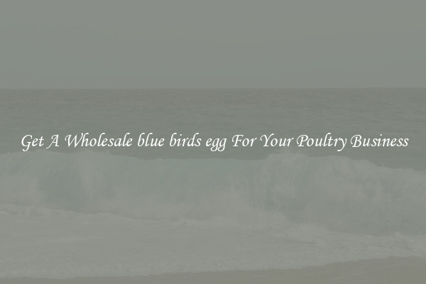 Get A Wholesale blue birds egg For Your Poultry Business